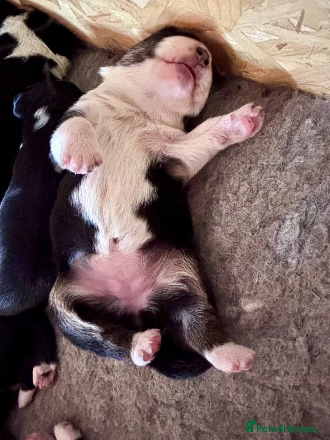 Border Collie dogs for sale: 🐾 Border Collie Puppies – £500 🐾 - Advert 2
