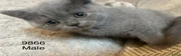 British Shorthair cats for sale: Beautiful British Blue Shorthair *READY NOW* - Advert 10