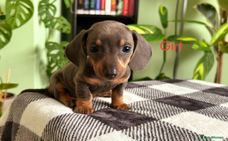 Dachshund dogs - Advert 2