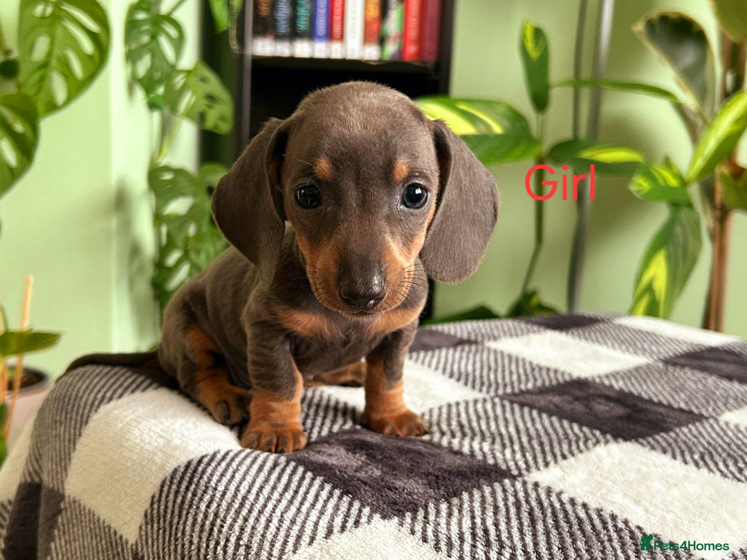 Dachshund dogs for sale: Lovely purebred Dachshund❤️💚🩵 - Image 4