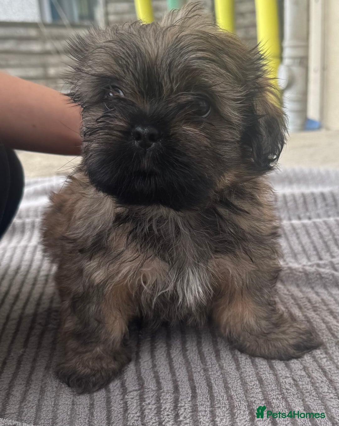 Shih Tzu dogs for sale: Shih tzu  - Image 5