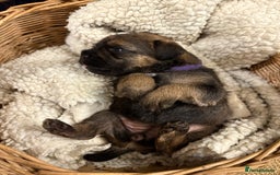 Border Terrier dogs for sale: Gorgeous Border Terrier Puppies looking for homes - Image 15