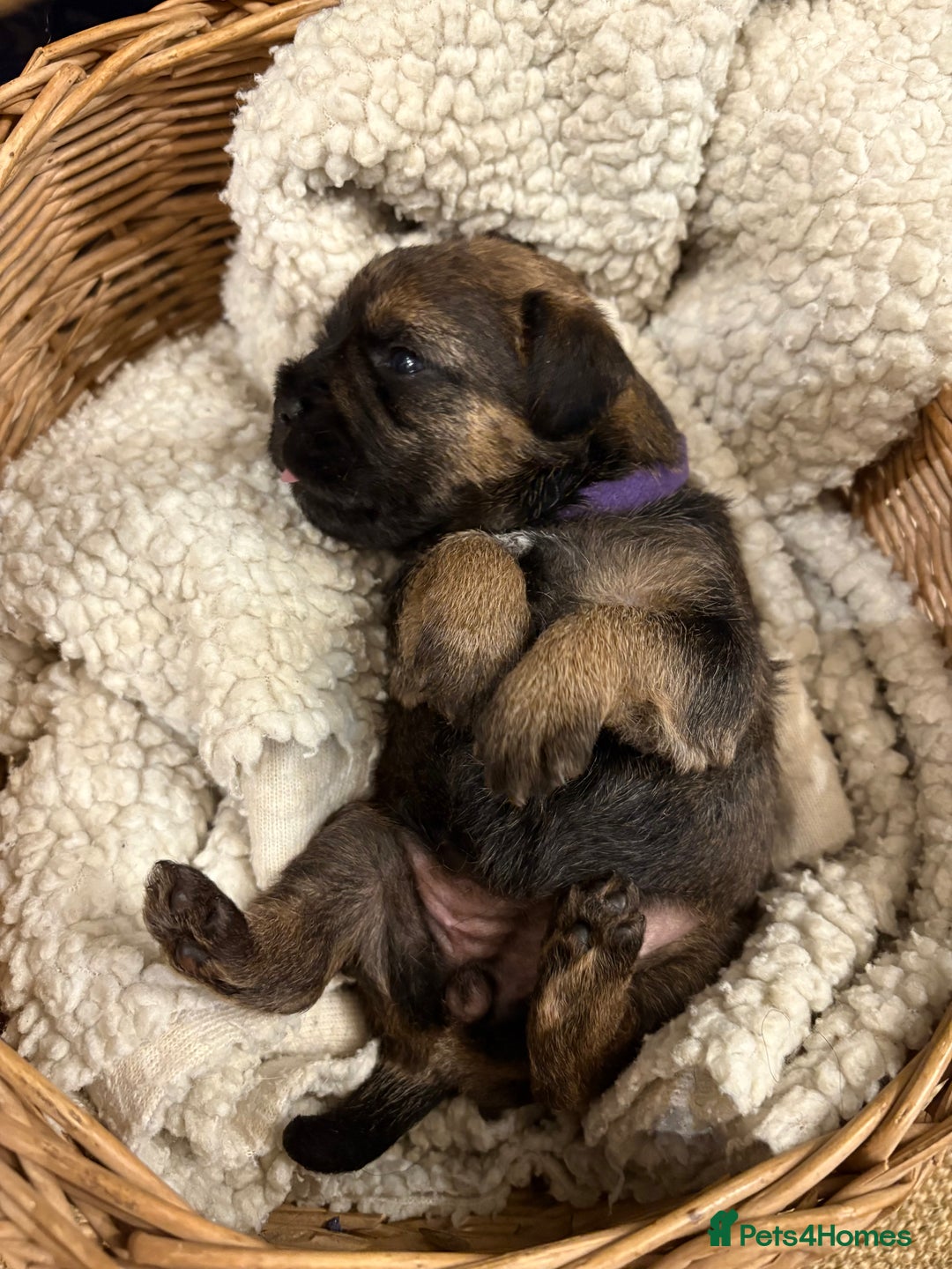 Border Terrier dogs for sale: Gorgeous Border Terrier Puppies looking for homes - Image 15