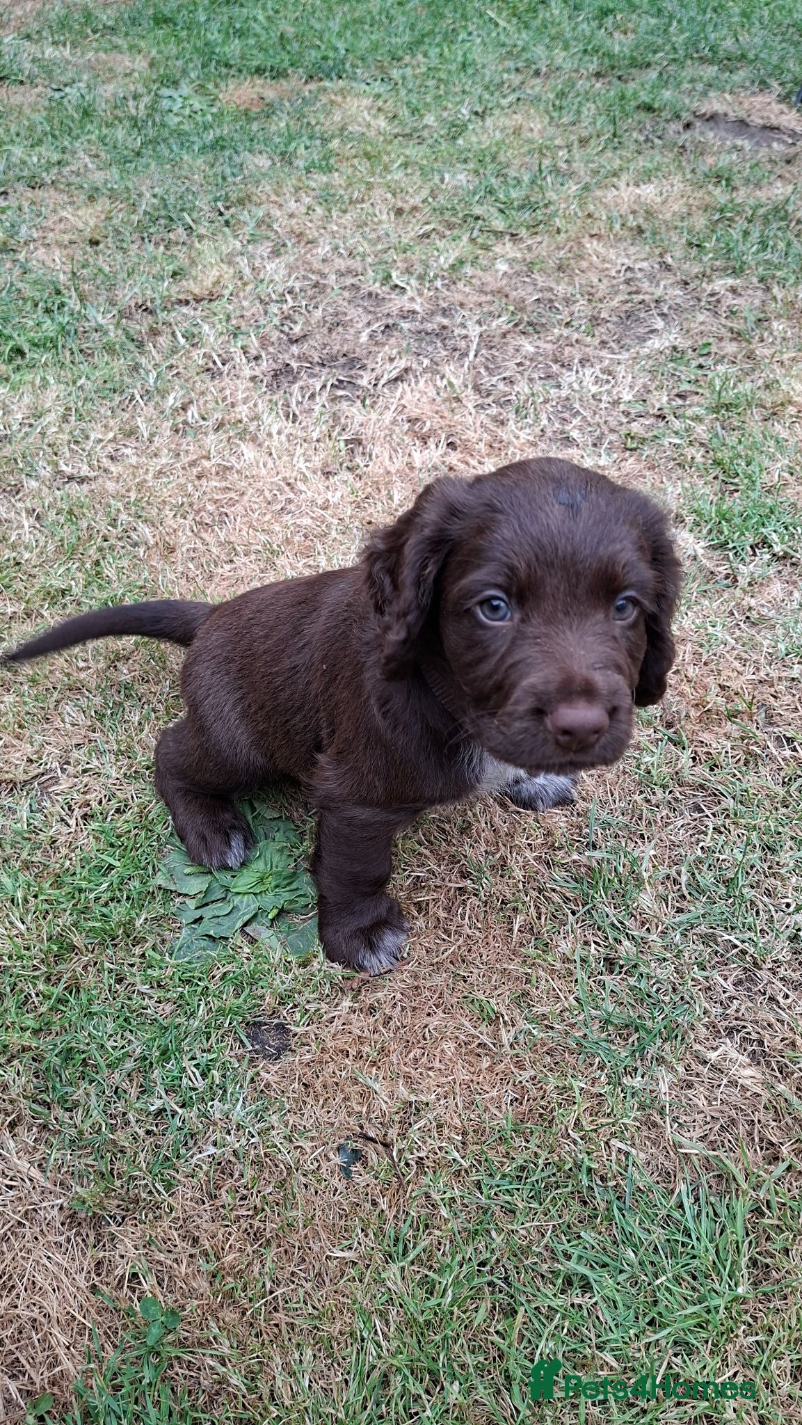 Cocker Spaniel dogs 2 x Beautiful Chocolate Cocker Spaniel Boys Left - Advert 2