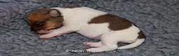 Fox Terrier dogs for sale: Wire haired fox terrier pups based in Kent in Gravesend - Advert 17