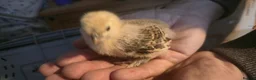 Chickens poultry for sale: Silkie x pekin bantam  - Advert 10