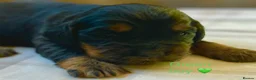 Cocker Spaniel dogs for sale:  KC Reg Beautiful Show Type Cocker Spaniel Litter - Advert 18