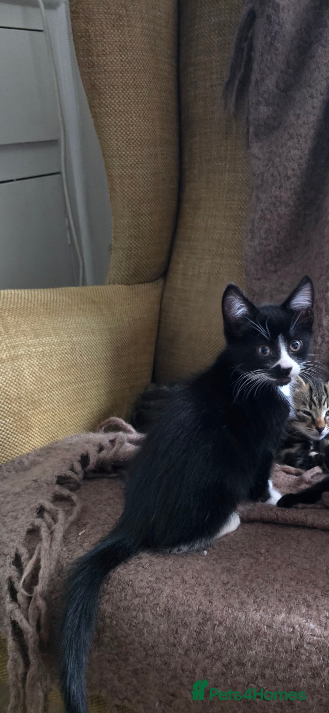 Mixed Breed cats for sale: Three boys looking for forever loving home  - Advert 8