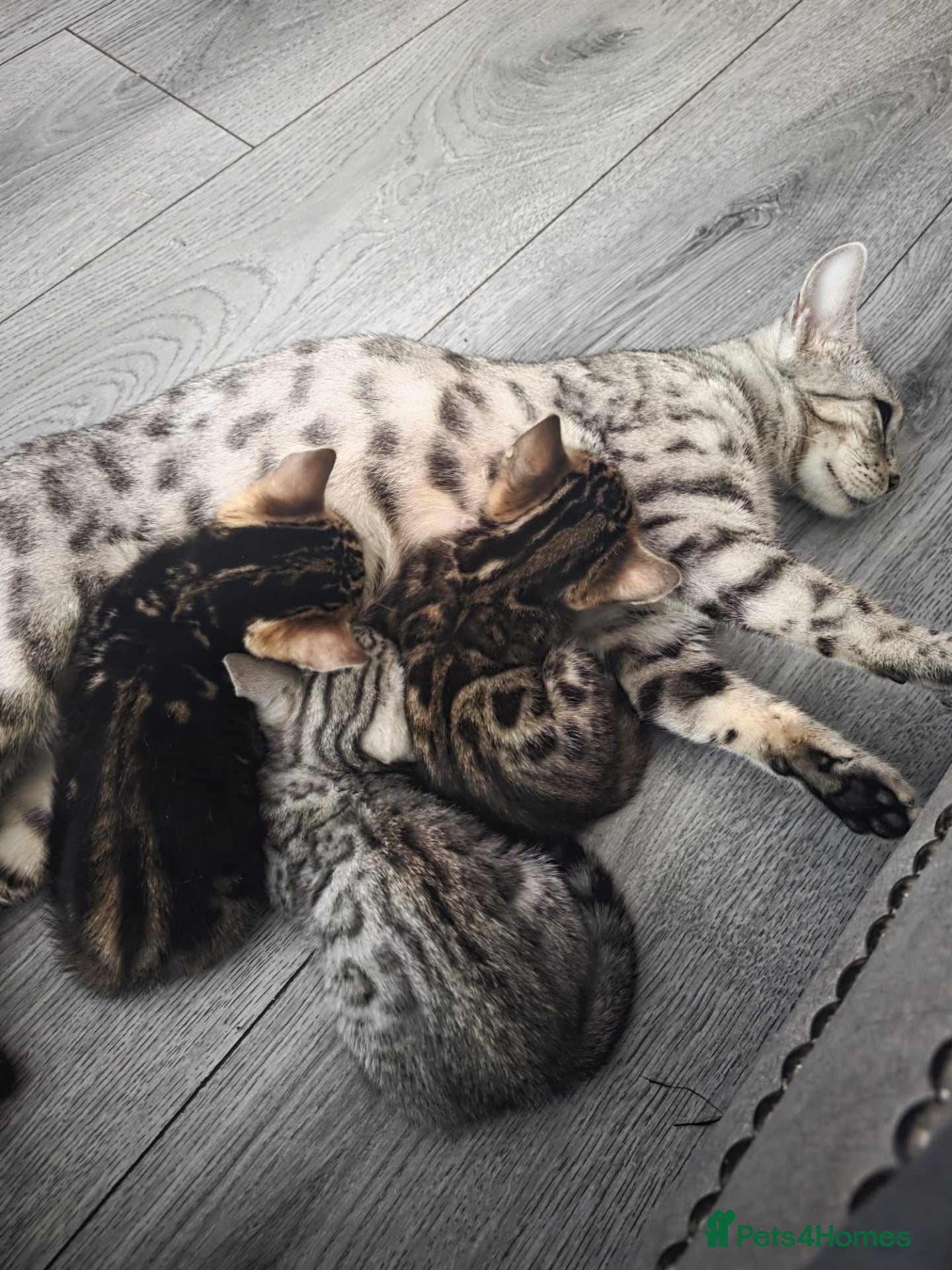 Bengal cats Bengal kittens - Advert 8