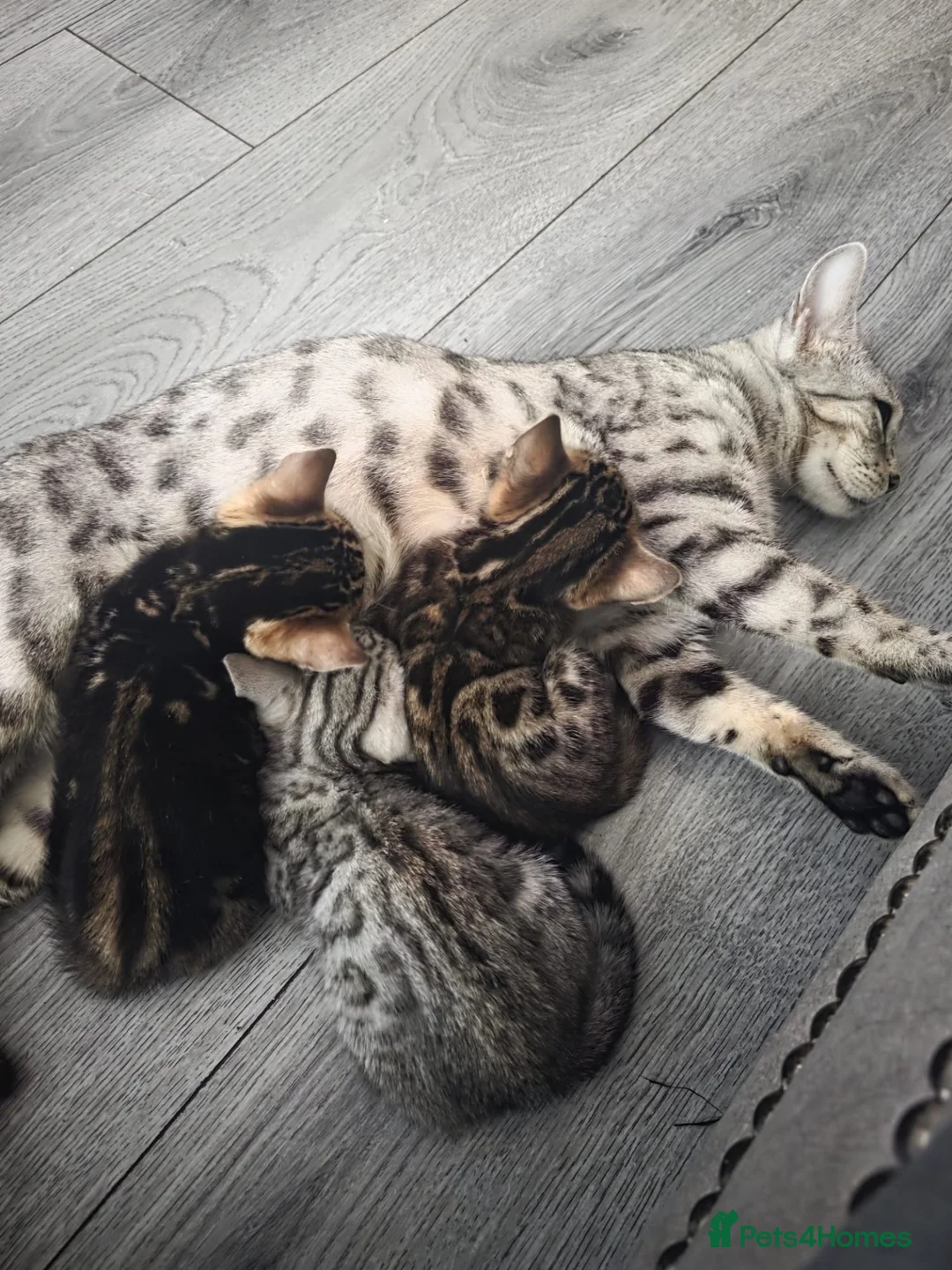 Bengal cats for sale: Bengal kittens in Liverpool - Advert 1