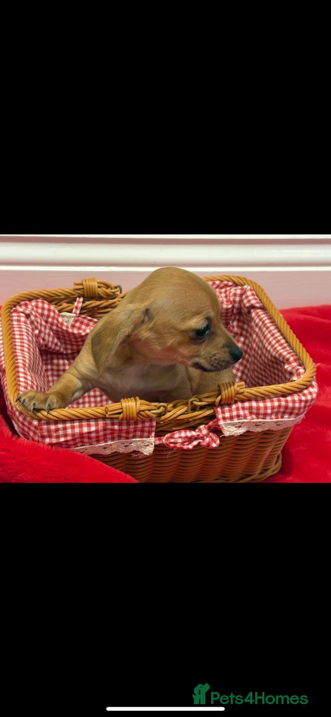 Chiweenie dogs for sale: Beautiful chiweenie puppies  - Advert 4
