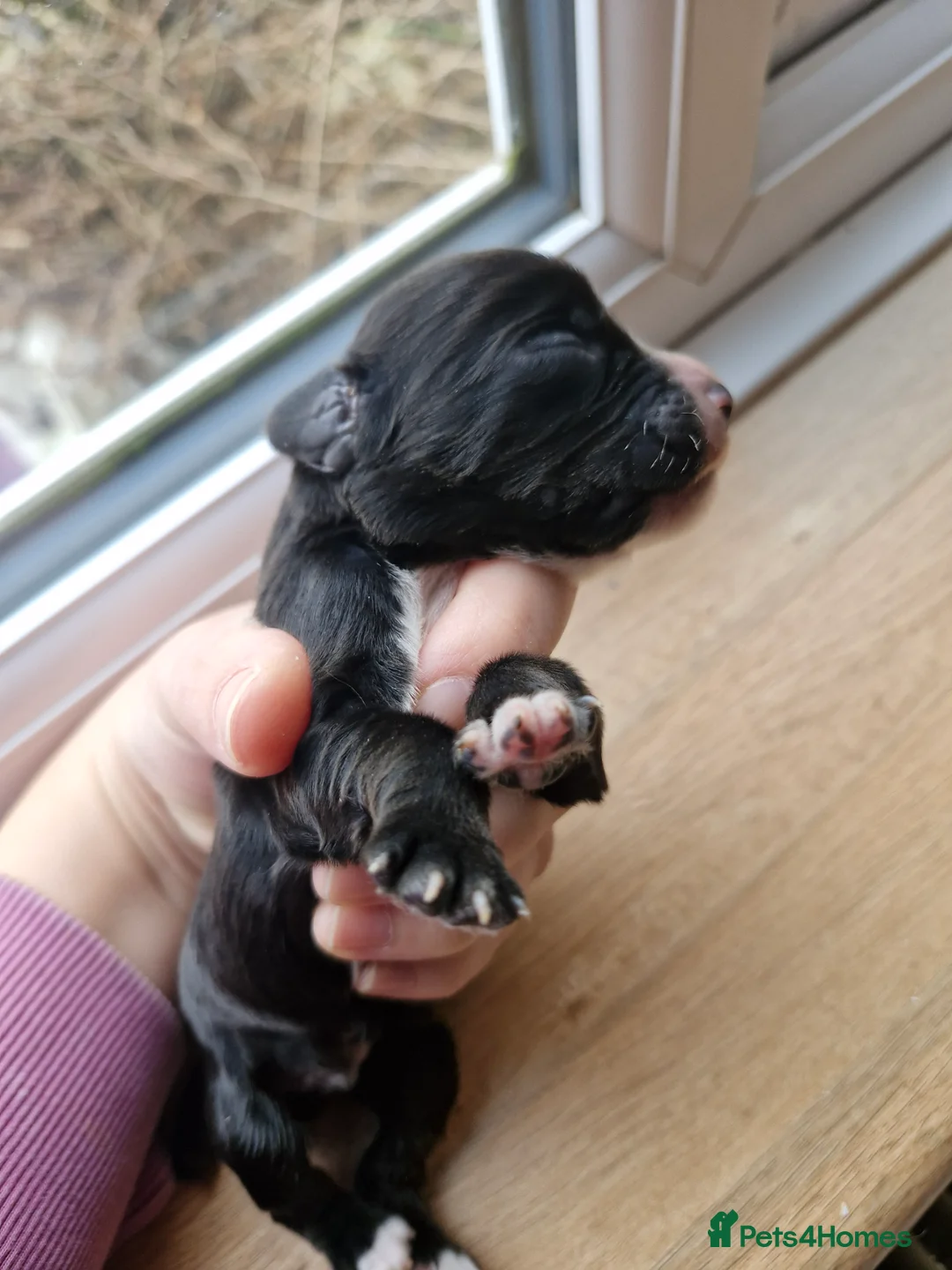 Cocker Spaniel dogs for sale: Beautiful working cocker spaniel puppies  - Advert 12