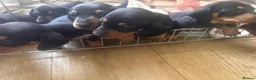 Dachshund dogs for sale: Beautiful Dachshund pups in Bristol - Advert 10