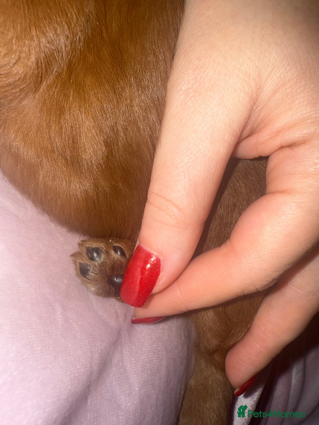 Cavapoo dogs for sale: Gorgeous F1b cavapoo pups  - Advert 4