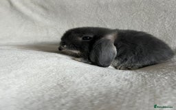 Mini Lop rabbits for sale: Mini Lops Ready To Leave Now - Image 7
