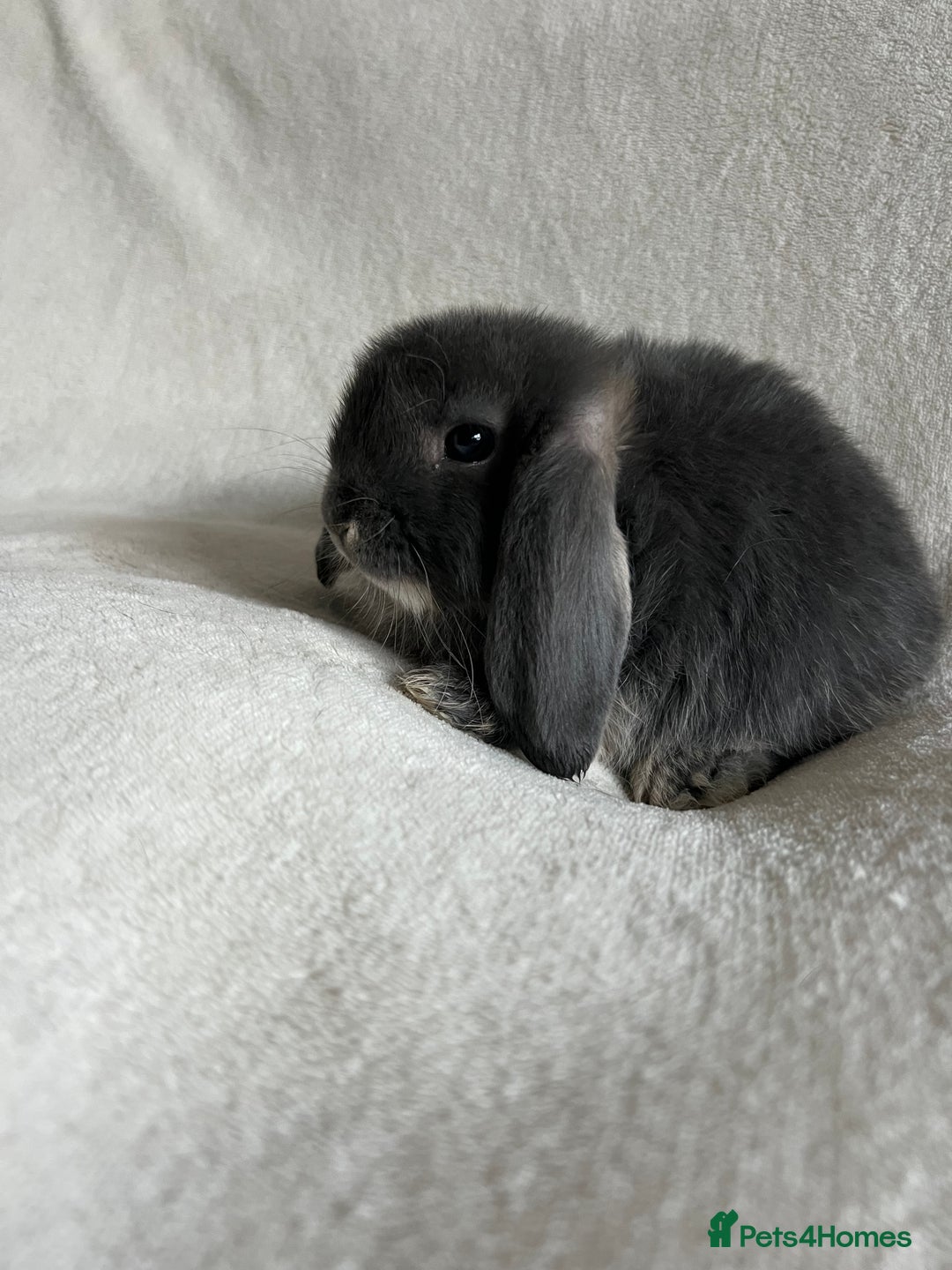 Mini Lop rabbits for sale: Mini Lops Ready To Leave Now - Image 7