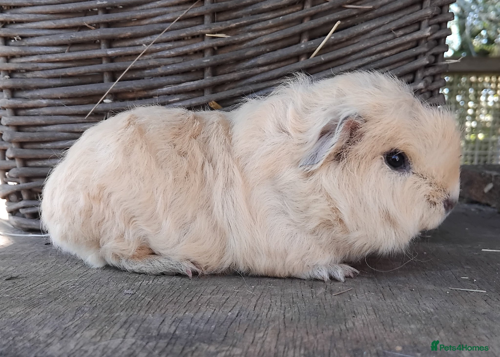 Guinea Pig rodents Swiss and Smooth baby Boars - Advert 7