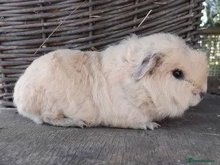 Guinea Pig rodents Swiss and Smooth baby Boars - Advert 7