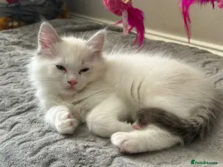Ragdoll cats 😻 2 MALE RAGDOLL KITTENS 😻 - Advert 7