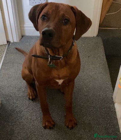 Rhodesian Ridgeback dogs - Advert 4