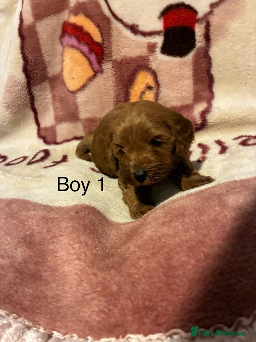 Cockapoo dogs for sale: Cockapoo puppy’s  - Advert 6