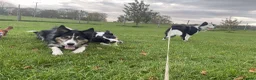 Border Collie dogs for sale: Callie needs a new home  - Advert 30