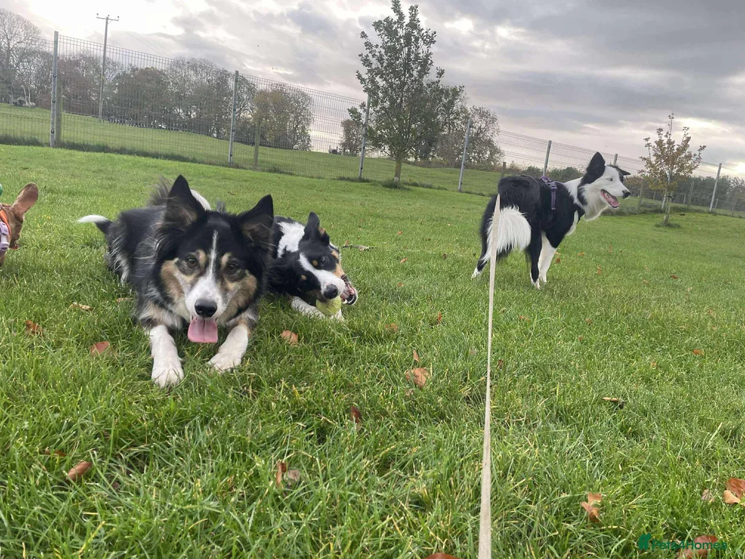 Border Collie dogs for sale: Callie needs a new home  - Advert 30
