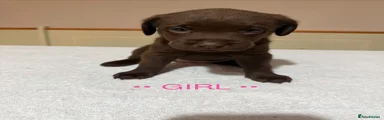Pink Lab 