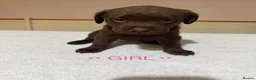 Labrador Retriever dogs for sale: Labrador puppies for sale   - Advert 7