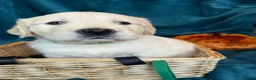 Golden Retriever dogs for sale: KC Registered Golden Retriever Puppies - Advert 13