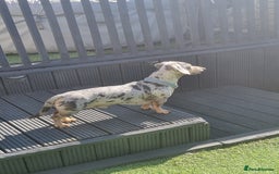 Dachshund dogs for sale: 8 Smooth Haired miniature dachshund pups  - Advert 8