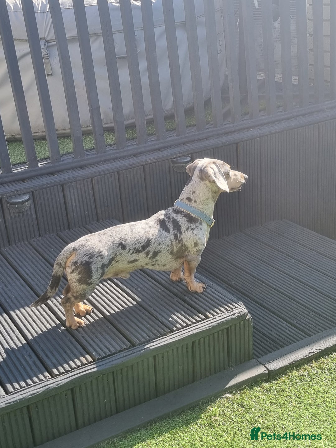 Dachshund dogs for sale: 8 Smooth Haired miniature dachshund pups  - Advert 8