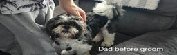 Malshi dogs for sale: Shih Tzu x Malshi Pups - Advert 4