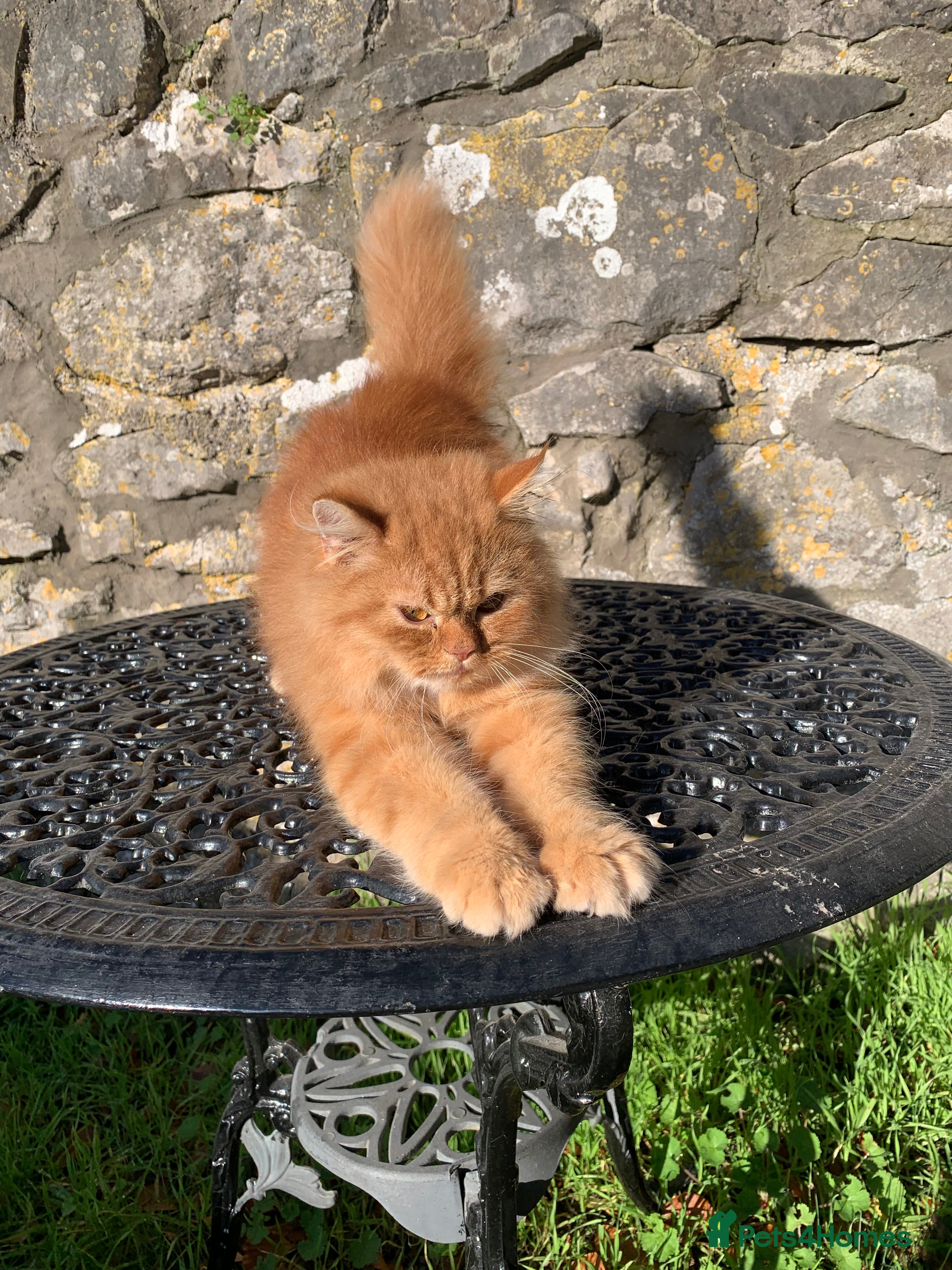 Persian cats Rare red shaded golden male - Advert 13