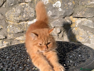 Persian cats Rare red shaded golden male - Advert 1