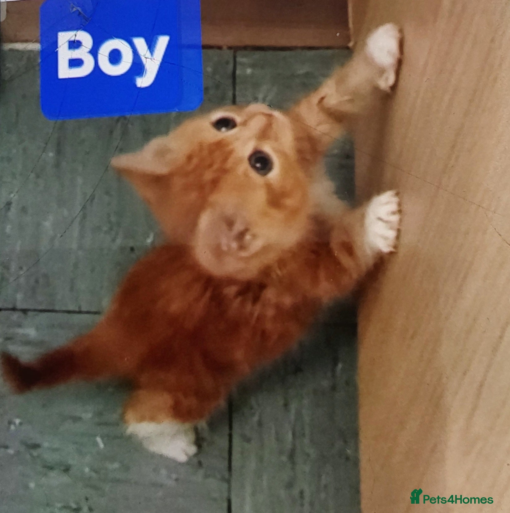 Mixed Breed cats Beautiful Ginger kittens - Advert 1
