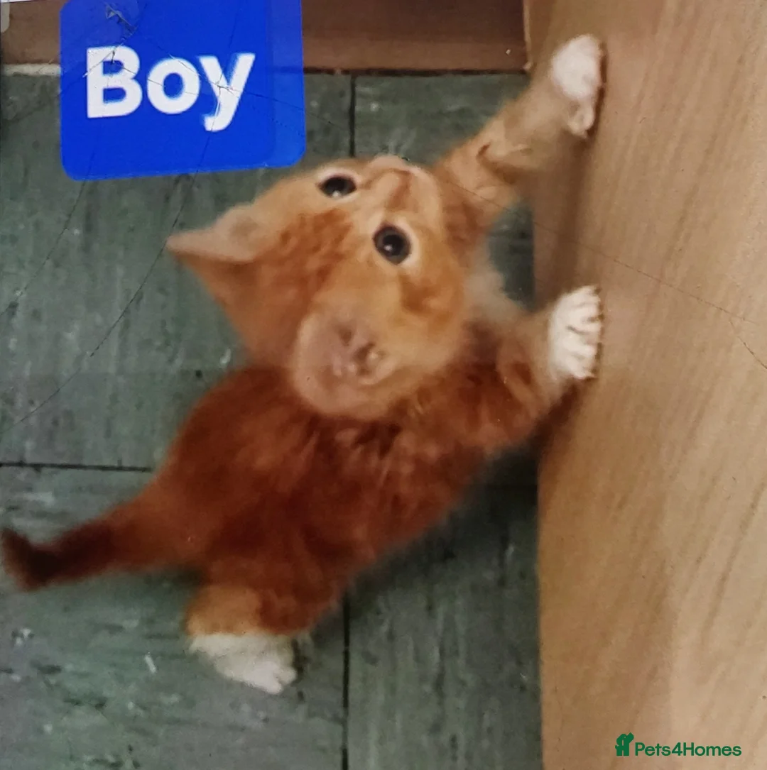 Mixed Breed cats for sale: Beautiful Ginger kittens - Advert 1