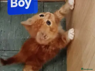 Mixed Breed cats Beautiful Ginger kittens - Advert 2