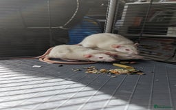 Rat rodents for sale: 5 female rats - Image 4