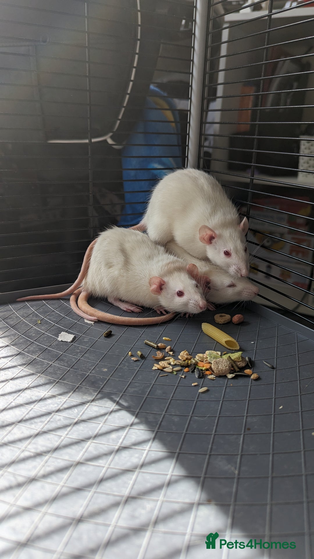 Rat rodents for sale: 5 female rats - Image 4