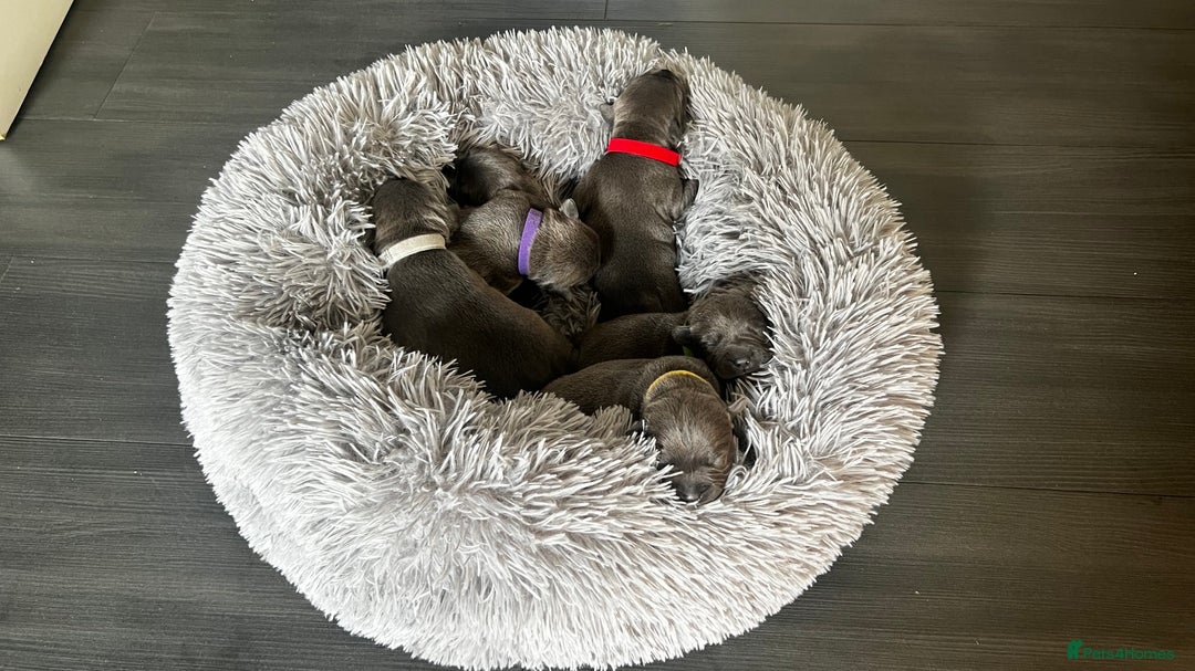 Staffordshire Bull Terrier dogs for sale: Blue Staffordshire Bull Terrier KC Registered  - Advert 16