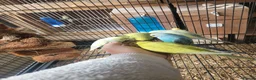 Budgerigars birds for sale: Semi to tame baby Budgies  - Advert 15