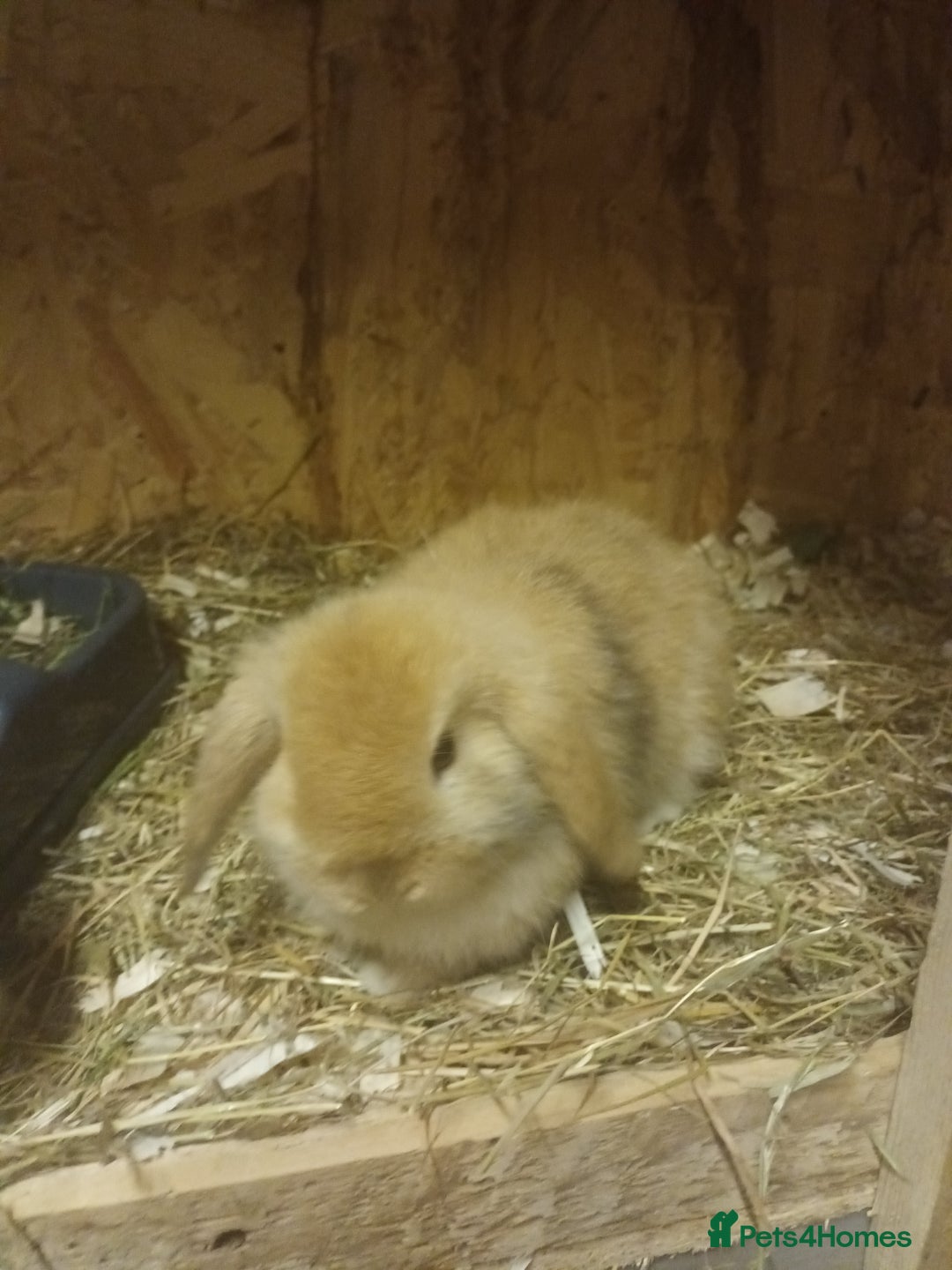 Mini Lop rabbits for sale: Mini lops  - Advert 3