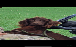 Sprocker dogs for sale: F1 Sprocker Puppies - Image 9