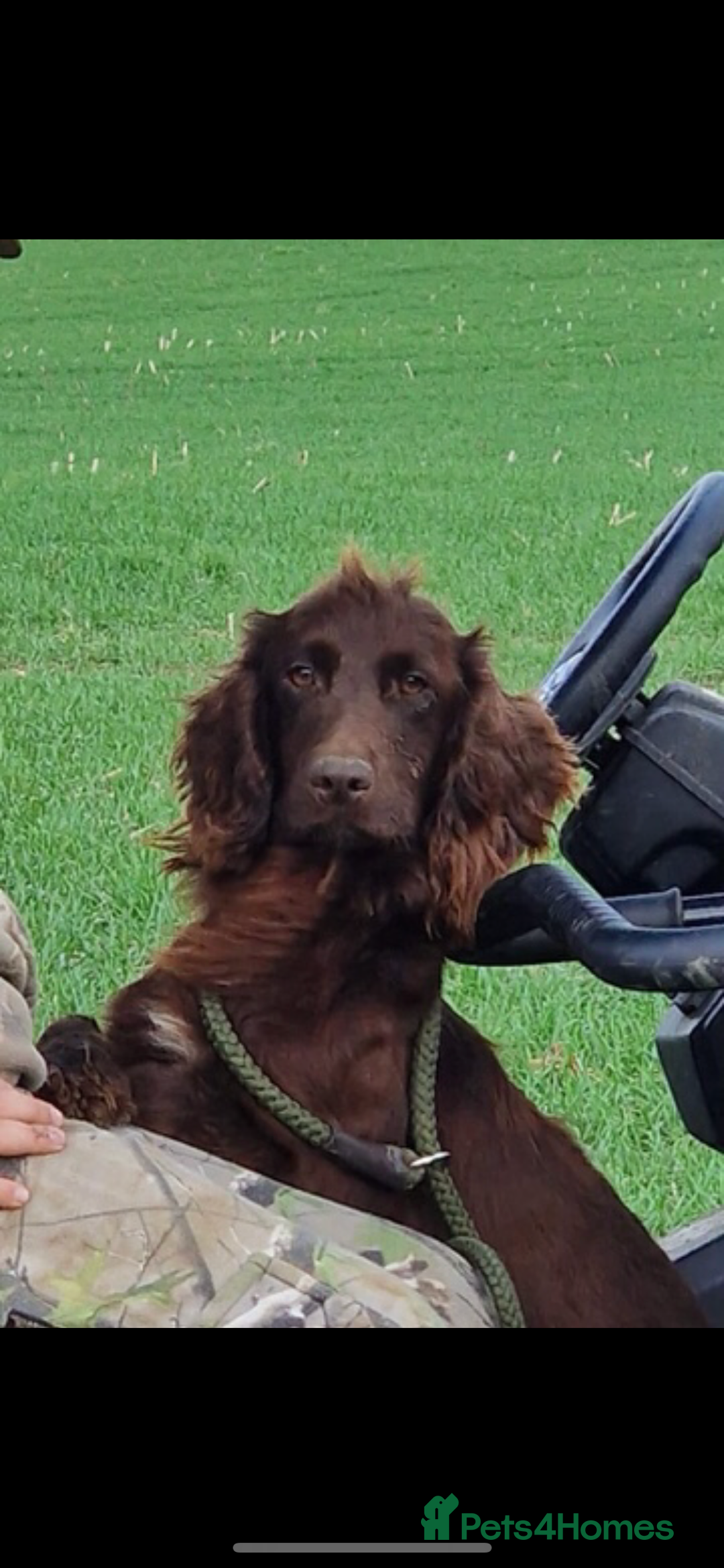 Sprocker dogs for sale: F1 Sprocker Puppies - Image 9