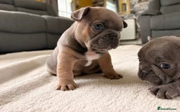 French Bulldog dogs for sale: 4 lovely French Bulldog puppies for sale . - Image 17