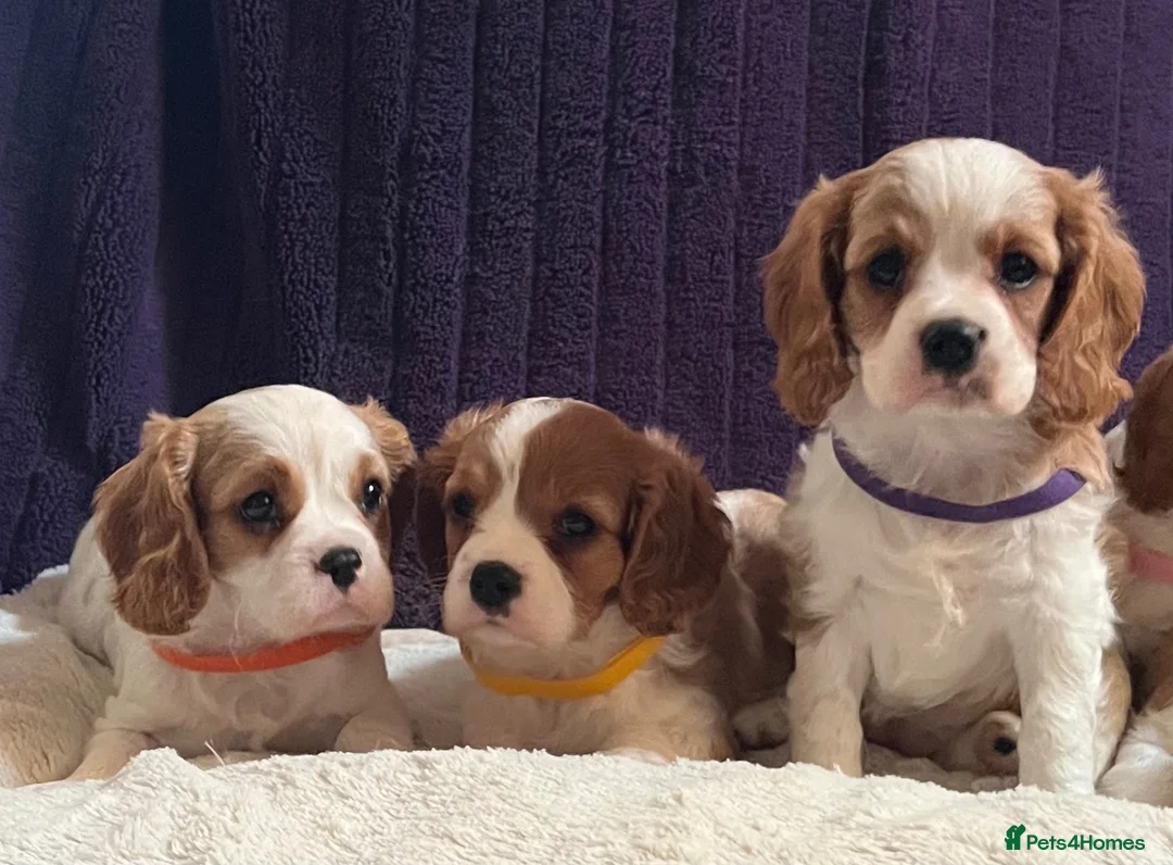 Cavalier King Charles Spaniel dogs for sale: Stunning cavalier King Charles puppies  - Advert 16