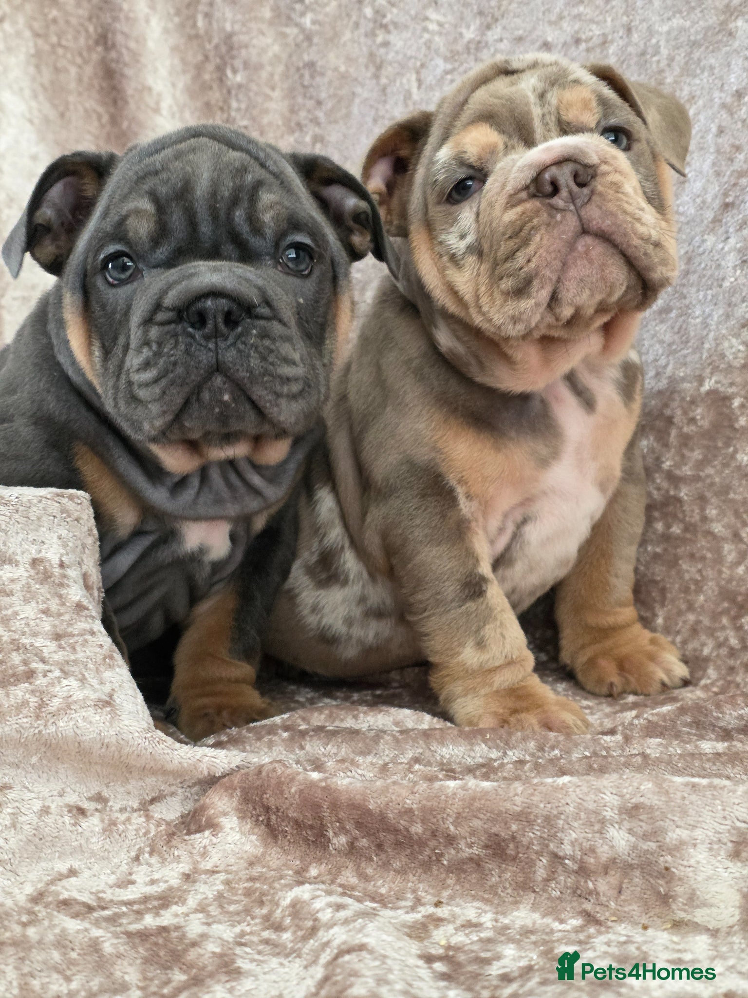 English Bulldog dogs british bulldog pups ready now  - Advert 5