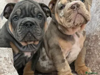 English Bulldog dogs british bulldog pups ready now - Advert 5