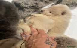 Chow Chow dogs for sale: Chow chow pups - Image 15